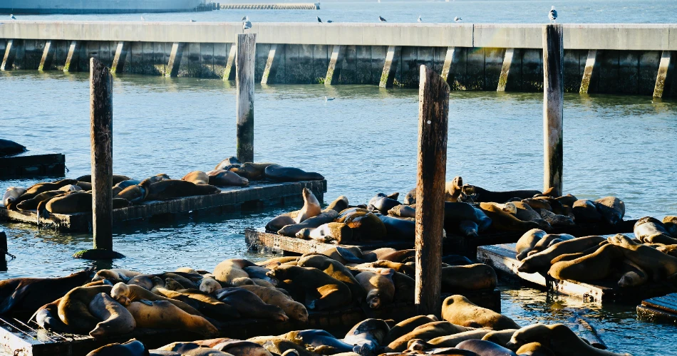 Carpinteria CA Bucket List: 10 Things to Do